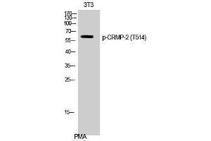 Western Blotting (WB) image for anti-Dihydropyrimidinase-Like 2 (DPYSL2) (pThr514) antibody (ABIN3182824)