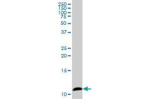 COX6B1 MaxPab polyclonal antibody. (COX6B1 antibody  (AA 1-86))