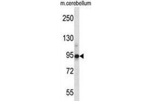 Western blot analysis in mouse cerebellum tissue lysates (35ug/lane) using Chordin  Antibody .