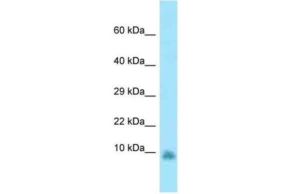 GNG13 antibody  (N-Term)