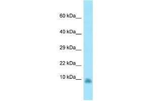 WB Suggested Anti-Gng13 Antibody Titration: 1. (GNG13 antibody  (N-Term))