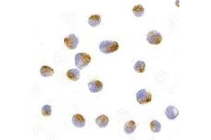 Immunohistochemistry (IHC) image for anti-BCL2-Like 10 (Apoptosis Facilitator) (BCL2L10) (N-Term) antibody (ABIN1031267) (BCL2L10 antibody  (N-Term))