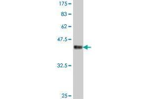 Western Blot detection against Immunogen (37. (NEGR1 antibody  (AA 228-327))