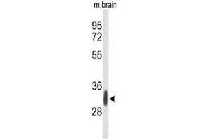 Western blot analysis of GPM6A Antibody (C-term) in mouse brain tissue lysates (35µg/lane). (GPM6A antibody  (C-Term))