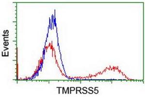 Image no. 2 for anti-Transmembrane Protease, serine 5 (TMPRSS5) antibody (ABIN1501447) (TMPRSS5 antibody)