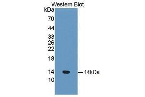 Western Blotting (WB) image for anti-Coagulation Factor VII (F7) (AA 315-433) antibody (ABIN1858762) (Factor VII antibody  (AA 315-433))