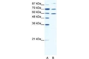 WB Suggested Anti-HSP90AB1 Antibody Titration:  0.