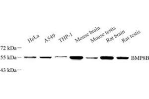 Western blot analysis of BMP8B (ABIN7073217) at dilution of 1: 500 (BMP8B antibody)