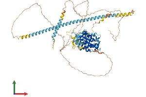 Protein Structure (PS) image for Cyclin-Dependent Kinase 11A (CDK11A) (AA 1-783) protein (His tag) (ABIN7553107)