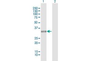 Western Blot analysis of HUS1 expression in transfected 293T cell line by HUS1 MaxPab polyclonal antibody.