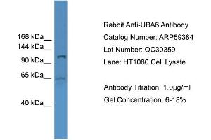 WB Suggested Anti-UBA6  Antibody Titration: 0. (UBA6 antibody  (Middle Region))