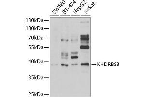 Western blot analysis of extracts of various cell lines, using KHDRBS3 antibody (ABIN6131841, ABIN6142833, ABIN6142834 and ABIN6222332) at 1:1000 dilution. (KHDRBS3 antibody  (AA 177-346))