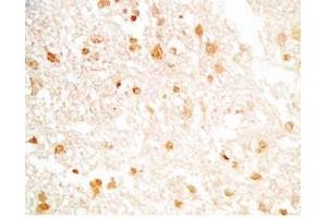 Rat brain tissue stained by Rabbit Anti-NERP-2 (Human) Antibody (NERP-2 antibody)