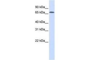 Image no. 1 for anti-Interferon Regulatory Factor 2 Binding Protein 1 (IRF2BP1) (AA 468-517) antibody (ABIN6741307) (IRF2BP1 antibody  (AA 468-517))