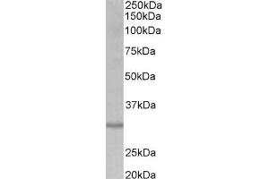 ABIN870641 (0. (CRLS1 antibody  (Internal Region))
