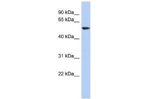 GLUD1 antibody used at 1 ug/ml to detect target protein. (GLUD1 antibody  (N-Term))