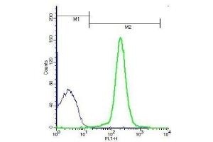 Mouse thymocytes probed with Rabbit Anti-LSP1 (Ser204) Polyclonal Antibody, Unconjugated . (LSP1 antibody  (pSer204))
