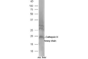 Mouse liver lysate probed with Rabbit Anti-Cathepsin H heavy chain Polyclonal Antibody, Unconjugated (ABIN2559428) at 1:300 in 4˚C.