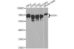Western blot analysis of extracts of various cell lines, using STIP1 antibody. (STIP1 antibody  (AA 1-300))