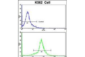 Flow cytometric analysis of K562 cells using PCM-1 Antibody (bottom histogram) compared to a negative control cell (top histogram).