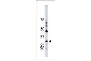 The anti-YWHAB Pab (ABIN1882154 and ABIN2842225) is used in Western blot to detect YWHAB in HL-60 cell lysate. (YWHAB antibody  (N-Term))