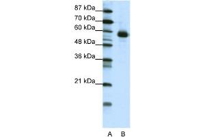 WB Suggested Anti-NFIL3 Antibody Titration:  1. (NFIL3 antibody  (N-Term))