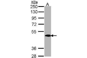 WB Image Sample (30 ug of whole cell lysate) A: H1299 10% SDS PAGE antibody diluted at 1:1000 (MRGPRX4 antibody  (C-Term))