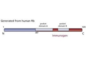 Image no. 2 for anti-Retinoblastoma 1 (RB1) (C-Term) antibody (ABIN967408) (Retinoblastoma 1 antibody  (C-Term))