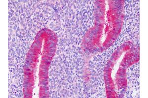 Anti-PAICS / ADE2 antibody IHC staining of human uterus, endometrium. (PAICS antibody)