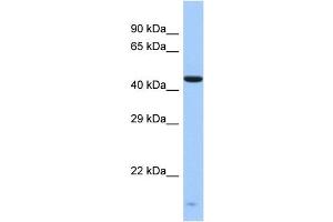 Host:  Rabbit  Target Name:  ZNF701  Sample Type:  Fetal Liver lysates  Antibody Dilution:  1. (ZNF701 antibody  (Middle Region))