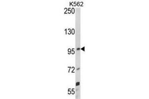 Western blot analysis of UNC5C Antibody (Center) in K562 cell line lysates (35ug/lane). (Unc5c antibody  (Middle Region))