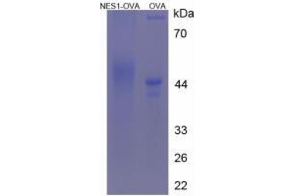 NUCB2 Protein (Ovalbumin)