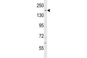 IQGAP2 antibody western blot analysis in mouse testis tissue lysate. (IQGAP2 antibody  (AA 1436-1463))