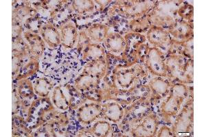 Formalin-fixed and paraffin embedded rat kidney labeled with Rabbit Anti-Lpin1 protein Polyclonal Antibody, Unconjugated  at 1:200 followed by conjugation to the secondary antibody and DAB staining (Lipin 1 antibody  (AA 241-340))