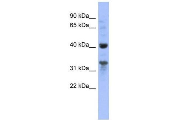 MRPL37 antibody  (N-Term)