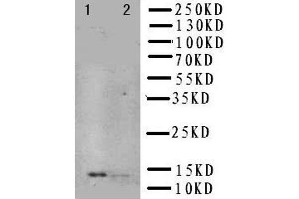 Nerve Growth Factor antibody  (N-Term)