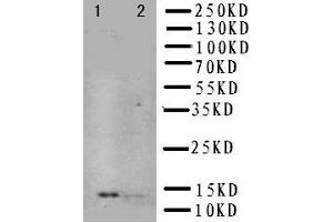 Anti-NGF antibody, Western blotting Lane 1: Recombinant Human NGFB Protein 10ng Lane 2: Recombinant Human NGFB Protein 5ng (Nerve Growth Factor antibody  (N-Term))