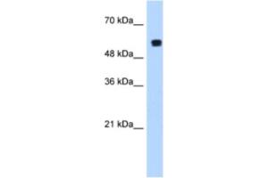 Western Blotting (WB) image for anti-Poly-U Binding Splicing Factor 60KDa (PUF60) antibody (ABIN2462251) (PUF60 antibody)