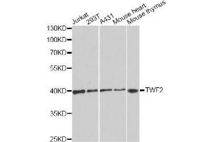 Western blot analysis of extracts of various cell lines, using TWF2 antibody. (TWF2 antibody  (AA 1-369))