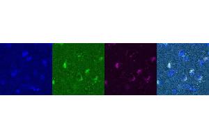 Immunohistochemistry (IHC) image for anti-Somatostatin (SST) antibody (ABIN7456208) (Somatostatin antibody)