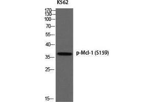 Western Blot (WB) analysis of K562 using p-Mcl-1 (S159) antibody. (MCL-1 antibody  (pSer159))