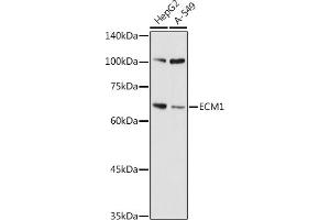 Western blot analysis of extracts of various cell lines, using ECM1 antibody (ABIN7267071) at 1:1000 dilution. (ECM1 antibody  (AA 150-250))