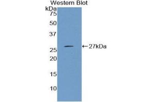 Western Blotting (WB) image for anti-Cystathionine (AA 14-224) antibody (ABIN1858510) (Cystathionine (AA 14-224) antibody)