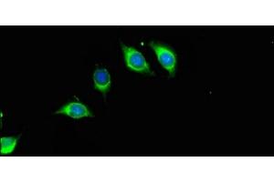 Immunofluorescent analysis of A549 cells using ABIN7168091 at dilution of 1:100 and Alexa Fluor 488-congugated AffiniPure Goat Anti-Rabbit IgG(H+L) (Riboflavin Kinase antibody  (AA 1-154))