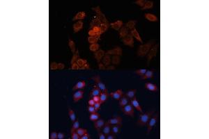Immunofluorescence analysis of HeLa cells using HSP27/HSP27/HSPB1 antibody (ABIN7267568) at dilution of 1:100. (HSP27 antibody  (AA 1-120))