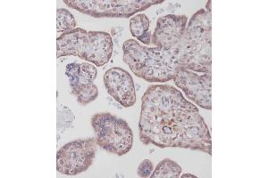 Immunohistochemical analysis of (ABIN388095 and ABIN2846147) on paraffin-embedded Human placenta tissue. (Bcl-2 antibody  (AA 75-110))