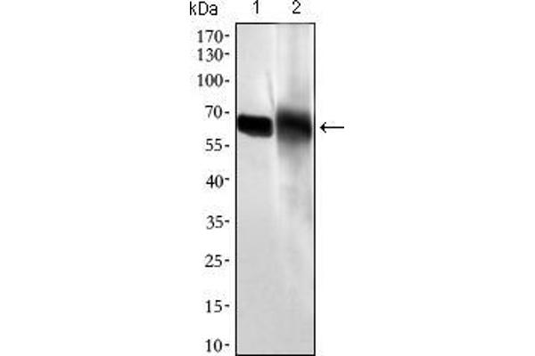 Intestinal Alkaline Phosphatase antibody  (AA 397-458)