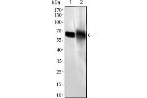Western blot analysis using ALPI mouse mAb against HL60 (1) and HepG2 (2) cell lysate. (Intestinal Alkaline Phosphatase antibody  (AA 397-458))