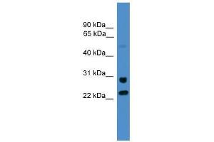KIAA0152 antibody used at 0. (Malectin antibody  (C-Term))