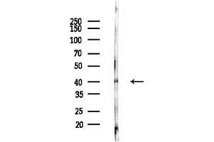 anti-Guanine Nucleotide Binding Protein (G Protein), beta 5 (GNB5) (Internal Region) antibody